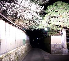 飯坂温泉の夜桜