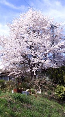 小野家旧自宅の桜