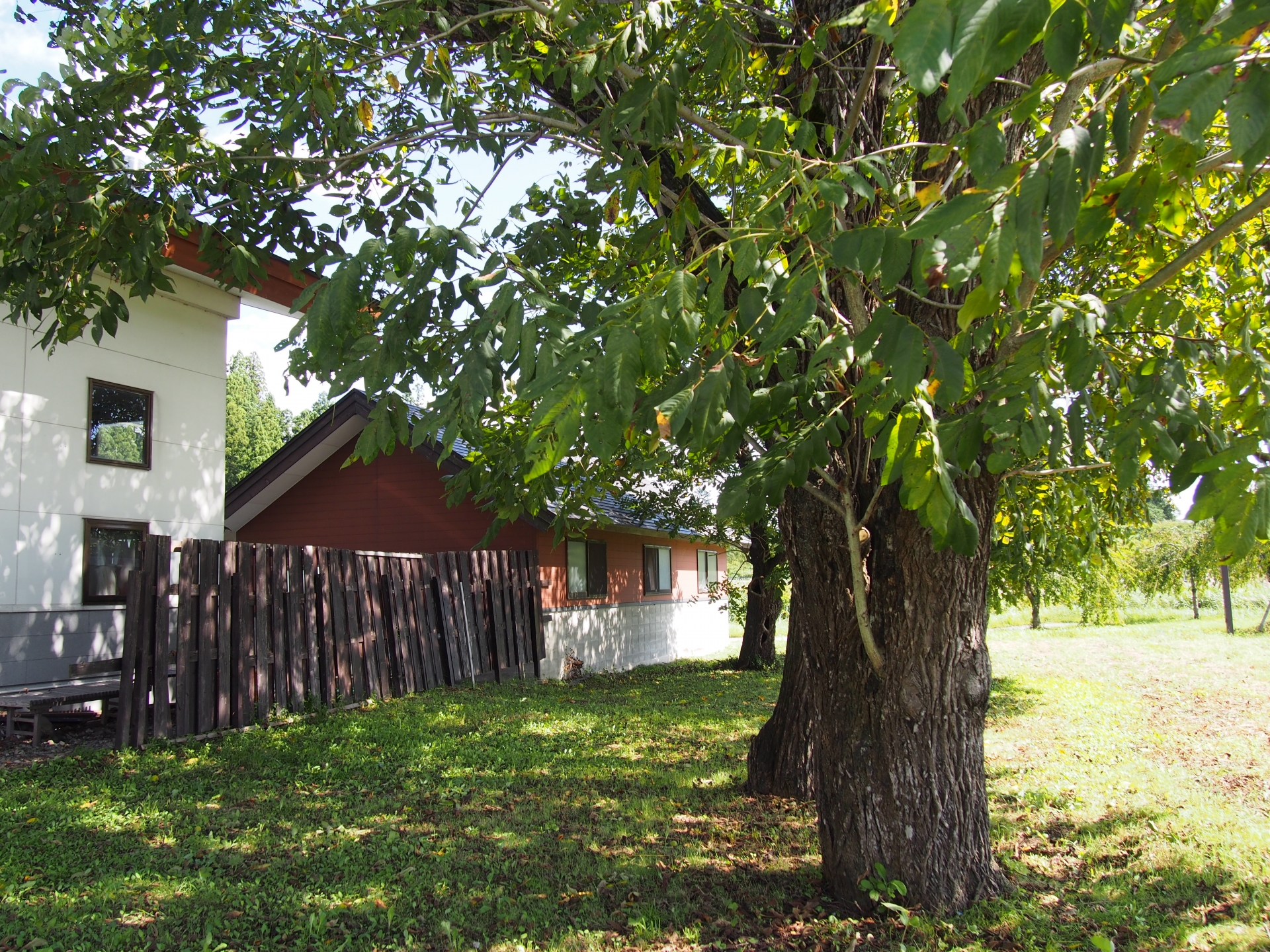 かわいい家と木