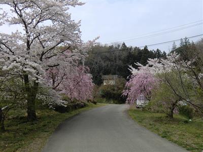 観音寺の桜