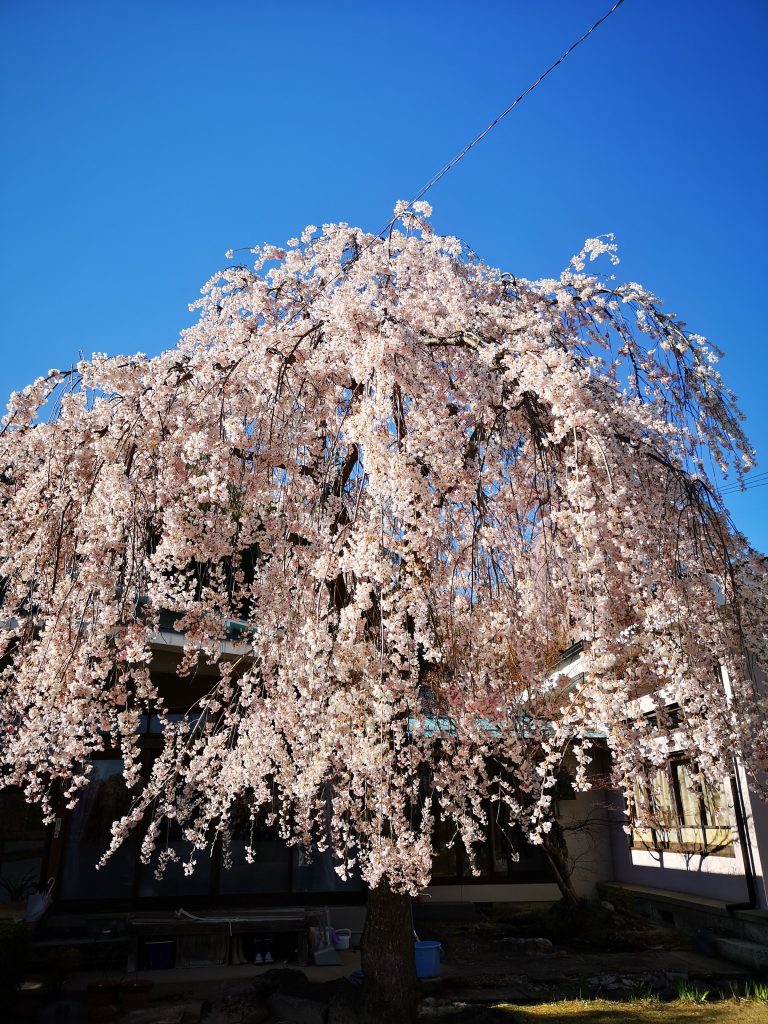 常称寺の桜4