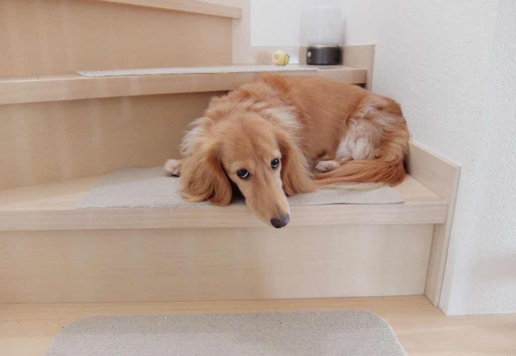 犬と階段