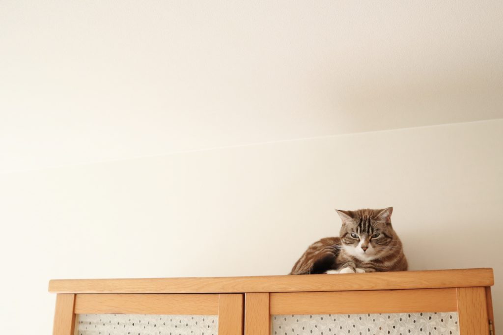 猫と高い家具