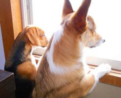 犬と窓