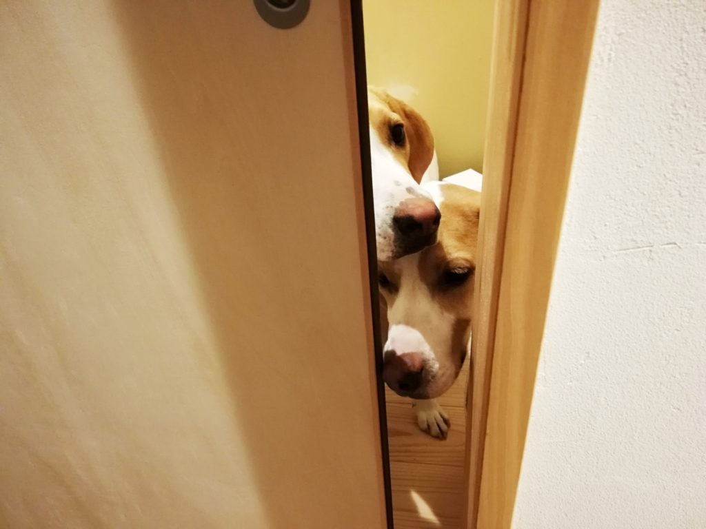 犬とドア