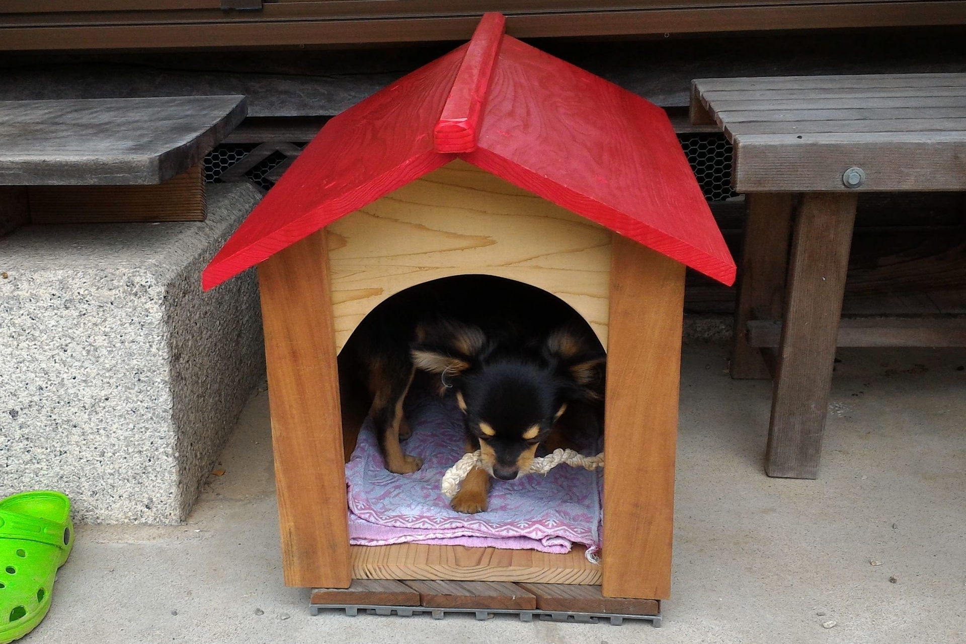 犬と犬小屋