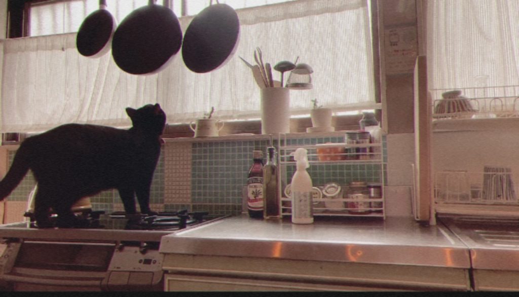猫とキッチン