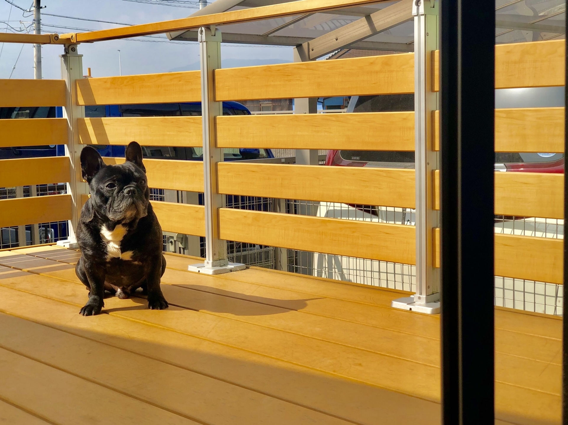 ウッドデッキにいる犬