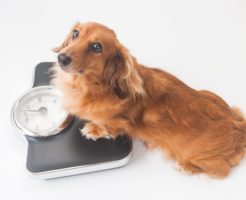 犬と体重計