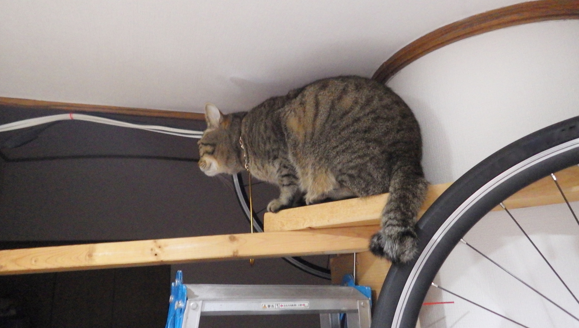 猫とキャットウォーク