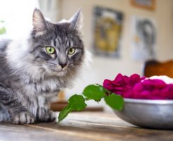 猫とバラの花