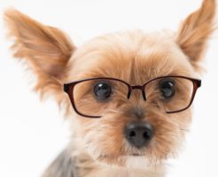 犬と眼鏡