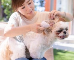 犬と耳掃除