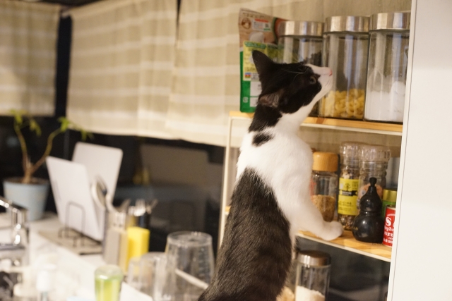 猫と暮らす家のキッチンは「クローズド」に